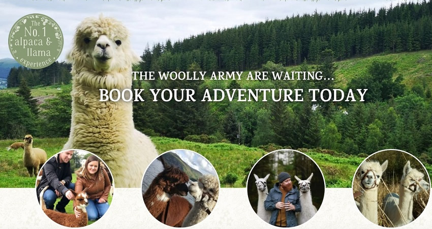Alpacaly Ever After